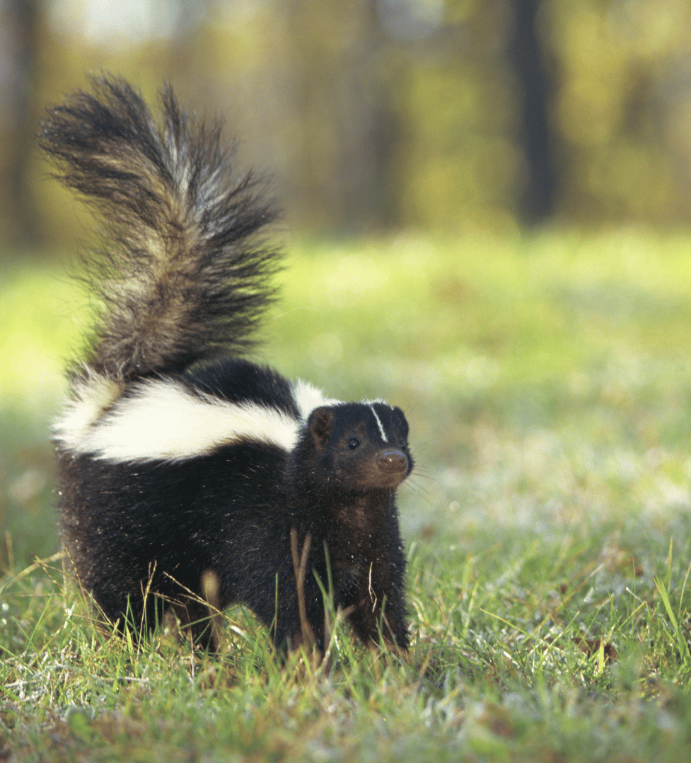 skunk treatment Redding, California